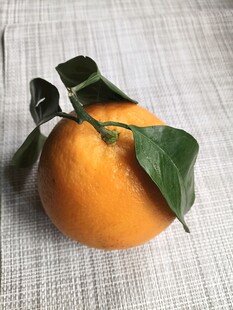 橙子