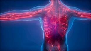 人体解剖示意图