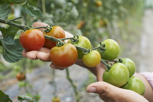 手摘鲜嫩多彩小番茄