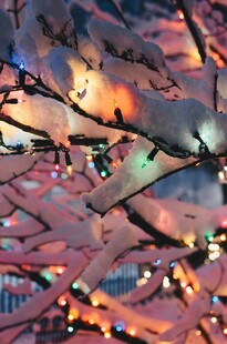 雪覆树枝间的暖光景致