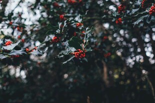 枝头红果映绿叶