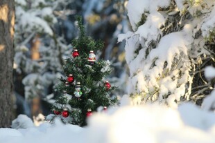 雪覆森林中的装饰圣诞树