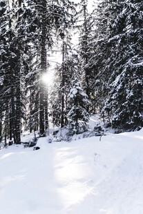 冬日雪林