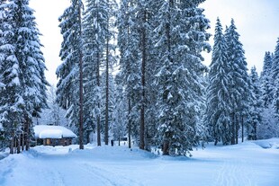 冬日雪林小屋美景