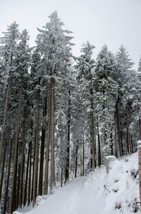 冬日雪覆森林美景