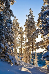 冬日雪林美景