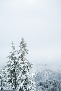 雪覆松林