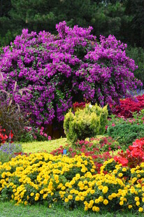 三角梅 