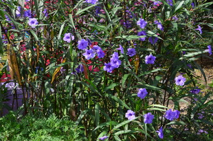 蓝花草 