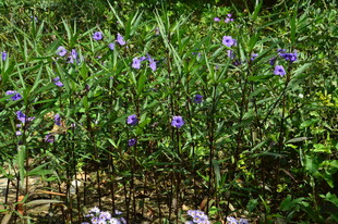 蓝花草  