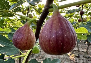 枝头成熟的紫皮无花果