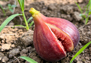 裂口的新鲜无花果