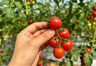 手摘小番茄