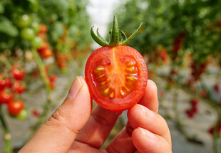 手捧切开的小番茄