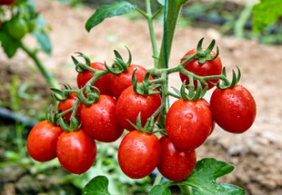 枝头的红色小番茄