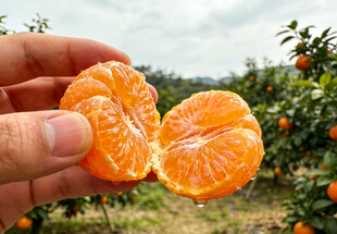 手拿剥开的砂糖橘