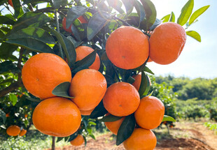 挂满枝头的柑橘
