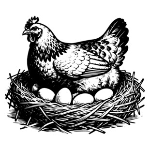 母鸡孵蛋于巢中