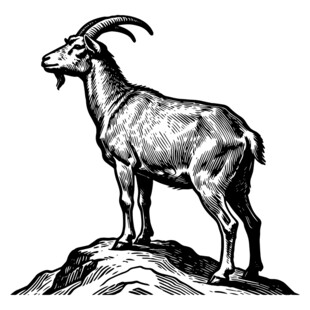 站立岩石上的山羊