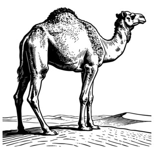 单峰骆驼站立于沙漠图景