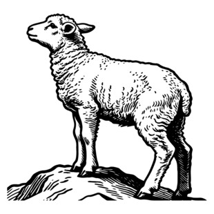 岩石上的站立绵羊