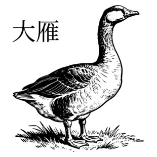 站立的大雁插画