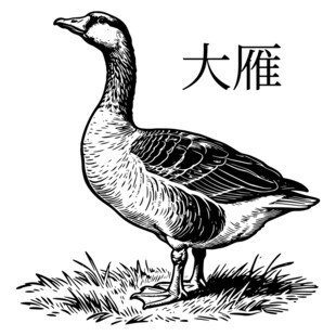 站立的大雁插画