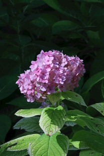 绣球花 