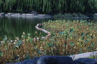 公园风景  