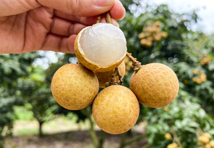 手拿新鲜的龙眼