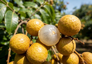 新鲜的龙眼挂在枝头