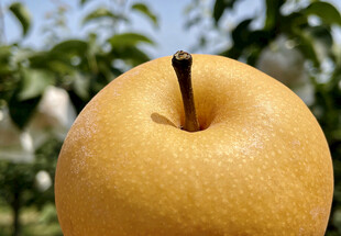 金黄饱满的秋月梨