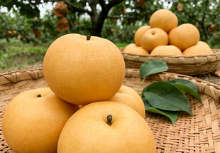 秋月梨堆于田园间