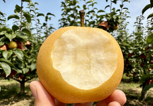 手捧咬过的秋月梨