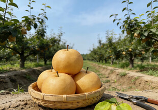 田园筐中的秋月梨