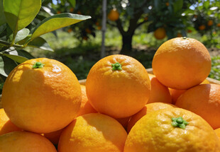 一堆新鲜的橙子