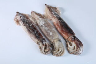 鱿鱼