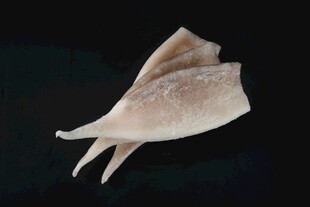 鱿鱼