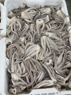 鱿鱼须