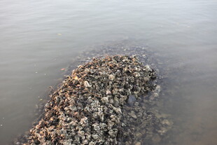 海边礁石上的贝类堆积