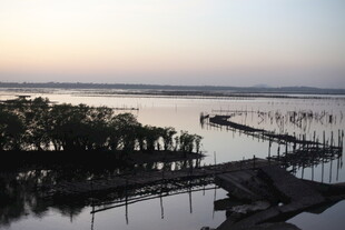 黄昏湖畔栈桥与繁茂草木