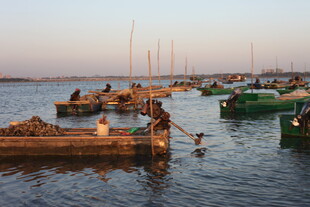 海边码头渔船与戏水场景