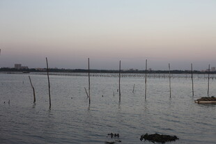 海上林立的木桩景观