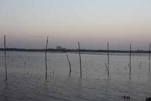 黄昏下的水域与林立木桩