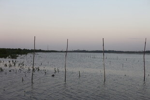 水域中的林立杆状物景观