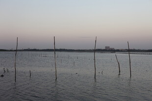 黄昏下的水域与林立木桩