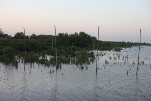 湿地暮色中的水生植物景观