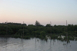 黄昏下的水边植被景观
