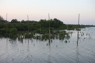 湿地风光水面与植被景致