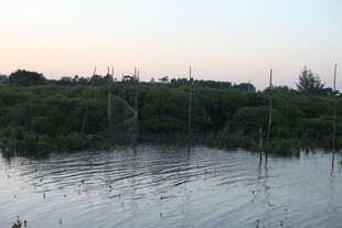 黄昏下的宁静水域与植被